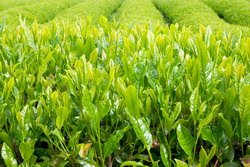chinese-tea-home-4